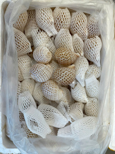 แก้วเปลือกหอยขัดเงาด้วยมือ แก้วเปลือกหอยมีแกนแก้ว ใช้สำหรับดื่มค็อกเทล ของตกแต่ง ผลิตในเวียดนาม - Product Image 6