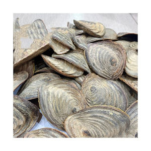 Opercules de coquillages marins naturels pour projets artistiques éducatifs et travaux manuels scolaires - Product Image 6