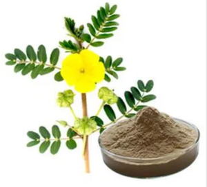 Extracto de Tribulus Terrestris en Polvo 40% Saponinas – Extracto Herbal - Product Image 3