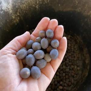 Semillas de loto secas naturales de Vietnam con 12 meses de vida útil para uso culinario y exportación agrícola - Product Image 3