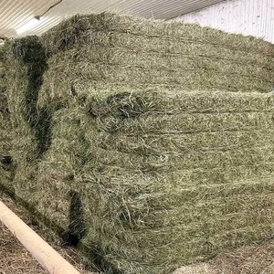 Heno de Alfalfa Premium, Pacas de Alfalfa y Trébol, Grado Alimenticio para Ganado, Caballos y Perros, 100% Natural, Alto Contenido de Proteínas, 2% de Humedad, 25 kg/saco - Product Image 4
