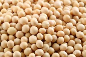 Bulk Supply Organic <b>Soybeans</b> Ready for Sale with Premium Quality Top Grade High Protein Content-Fresh Discounted Prices - Product Image 3