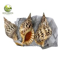 Grande Coquille de Conque Naturelle Trompette Triton Polie Style Animal Décoration d'Aquarium Ornement de Maison Côtière Prix de Gros