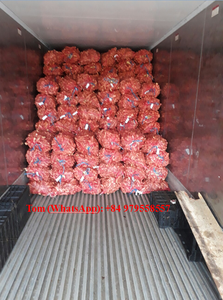 VIETNAMESE <b>FRESH</b> <b>GINGER</b> WITH COMPETITIVE PRICE TOP GRADE // HIGH QUALITY - Product Image 6