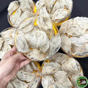 Nido de Pájaro Comestible de Alta Calidad, Origen Vietnam, Material de Nido de Golondrina para Preparación de Alimentos - Product Image 6