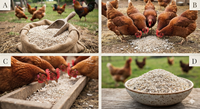 Granulés naturels de coquilles d'huîtres – Supplément alimentaire riche en calcium pour la nutrition de la volaille et des animaux