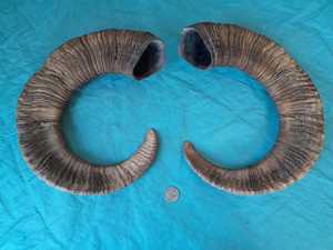 Corne de mouton naturelle, écologique, faite à la main, brute, non polie, pièce unique, objet décoratif, objet de collection, artisanat - Product Image 5