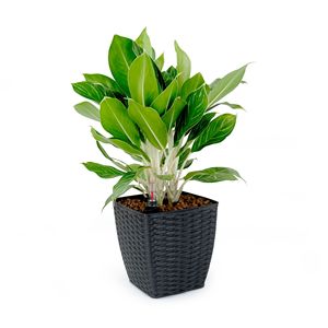 Lot de 2 jardinières auto-arrosantes en osier tissé à la main Pots de fleurs et jardinières carrées minces - Product Image 2