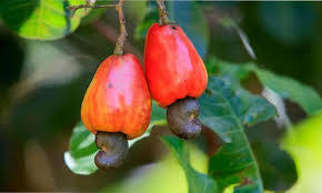 IIGLOBAL FARM Factory Wholesale Vietnam Binh Phuoc Organic Cashew <b>Nut</b> W240 High-Grade Dried Natural Raw Frozen Non-GMO Export - Product Image 3