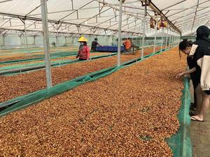 เมล็ดกาแฟเขียว โรบัสต้า อาราบิก้า ราคาดีที่สุด บรรจุภัณฑ์ขนาดใหญ่ 60 กก. - แจกตัวอย่างฟรี - Product Image 5