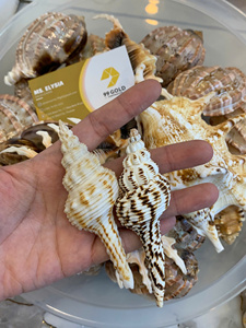 Mezcla de Conchas Decorativas: Concha Reina, Tritón, Murex Manzana, Tulipán Verdadero, Cauri, Concha Cebra, Concha Arca, Concha de Vieira. Conchas Superiores de Vietnam, Venta al por Mayor de Fábrica. - Product Image 3