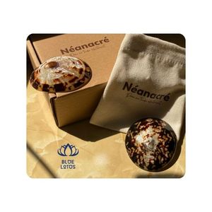 Conchas de Limpet Naturales en OFERTA |   Venta al por Mayor de Material Crudo de Conchas Marinas Ecológicas - Product Image 1
