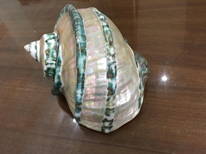 เปลือกหอยมาร์มาทาตัสขนาดใหญ่ สีเขียว แบบมีลาย  เปลือกหอยสังข์ยักษ์สีเขียวธรรมชาติ  เปลือกหอยมุกสีเขียวขัดเงา - Product Image 6