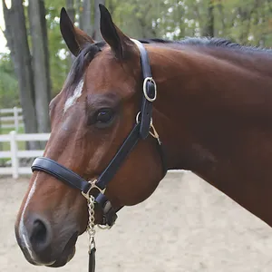 Premium quality English style horse bridle and <b>halter</b> made from genuine leather for outdoor equestrian use Wholesale Price - Product Image 1