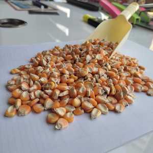 Grain de haute qualité de maïs jaune de haute qualité pour les bovins exportés par l'exportateur de maïs jaune indien dans un sac en PP - Product Image 3