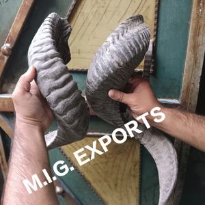 Cuerno de oveja/cuerno de carnero - Product Image 5