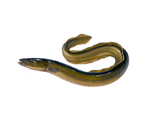 Filet de morue congelé de qualité supérieure, fraîchement pêché, bien traité, bien approvisionné, testé et de qualité premium, à vendre - Product Image 1