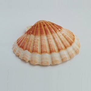 High Quality Craft Seashell Dried Scallop <strong>Shell</strong> in Low Price From Vietnam Tracy - Product Image 5
