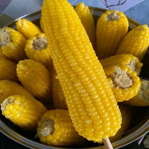 เมล็ดข้าวโพดหวานเหลืองแห้งคุณภาพดีที่สุด ไม่เหนียวเหนอะหนะ 100% จากธรรมชาติ 50 กก. ซื้อราคาส่ง ปริมาณมาก บรรจุภัณฑ์ตามสั่ง - Product Image 3