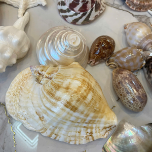 Pure Handpicked Mix Seashell Vietnam Origin For Luxury Soap Dishes And Tasty Appetizer Serving Sets By 99 Gold Data - Product Image 1