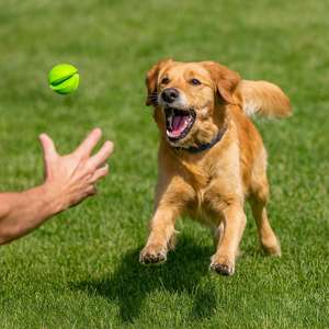 Giocattolo Interattivo in Gomma per Animali Domestici, Palla da 6 cm in Verde, Blu, Rosso e Arancione per Cani Pomeranian e Gatti - Product Image 1