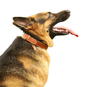 Collar de Cuero Ligero de Lujo para Perro, Diseño Personalizado de Alta Calidad con Logotipo y Color Único, Superventas - Product Image 3