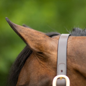 Cabestro para Caballo de Cuero Genuino Más Vendido, Personalizable en Color, Tamaño, Logotipo y Diseño, Duradero, Marca Equestrian Rub International - Product Image 3