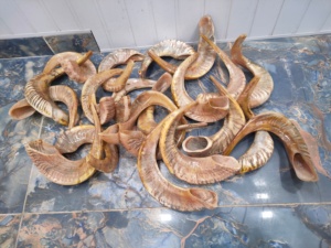 แตรเขาแกะธรรมชาติ ทำด้วยมือ งานฝีมือดั้งเดิม เครื่องดนตรีทางศาสนา แตรทำมือจากอินเดีย ขายส่งจำนวนมาก - Product Image 5