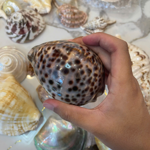 Conchas marinas naturales de Vietnam para una decoración elegante del hogar y accesorios únicos para exhibir y guardar joyas de 99 Gold Data Co. - Product Image 2