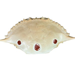 Grandes coquilles de crabe entières séchées 100% naturelles pour les restaurants de fruits de mer et de cuisine farcie - Product Image 3