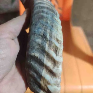 Corne à mâcher pour chien et nourriture pour grandes races, corne de buffle faite à la main, Noël FAIZA CRAFT, meilleur objet à mâcher - Product Image 6