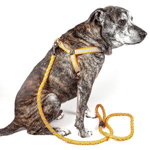 Guinzaglio e Pettorina per Cani 2-in-1 Regolabili con Cuciture Riflettenti, Pettorine a Tensione Facile per Animali Domestici - Product Image 1