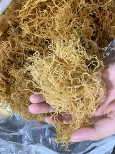 สาหร่ายมอสคุณภาพสูง สีขาว/ทอง/ม่วง ยูเชียม่า คอตตอนนี จากซัพพลายเออร์เวียดนาม - Product Image 5