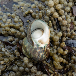 Operculum de Murex al por Mayor, Artesanía de Concha Natural de Alta Calidad, Hecho en Bélgica, Entrega Rápida - Product Image 4