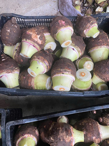 Taro Congelado en Trozos de 1 kg, Proceso de Congelación IQF, Alta Calidad, Mejor Precio, Exportación, del Mejor Fabricante - Product Image 6