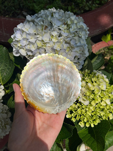 Assiette décorative artisanale en coquillage pour une présentation de table de luxe - Product Image 2