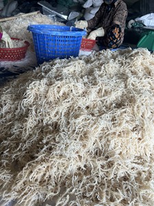 สาหร่ายทะเลแห้ง ไอริชมอส วัตถุดิบจากเวียดนาม ผู้ผลิต โรงงานขายส่ง ส่งออกจำนวนมาก - Product Image 5