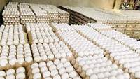 Œufs de poule brun-blanc de haute qualité pour l'éclosion de poulets de chair, races Ross 308 et Cobb 500, frais de la ferme, 30 œufs