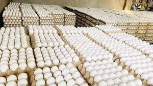 Huevos de gallina ponedora de alta calidad, color marrón-blanco, para la incubación de pollos de engorde, razas Ross 308 y Cobb 500, frescos de granja, 30 huevos - Product Image 6