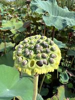 Graines de lotus fraîches du Vietnam, sélectionnées, capsules matures, bon goût, belle couleur, idéales pour la cuisine, export, sac de 2 kg, Toan Tai Loc Phat