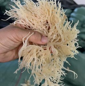 Chondrus Crispus Eucheuma cottonii คั่วสาหร่ายทะเลสีทองขายส่ง seamoss สีม่วง - Product Image 2