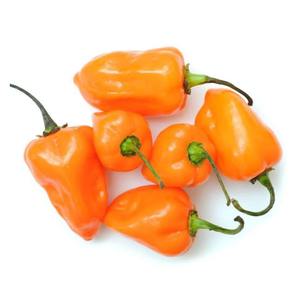 Piment Habanero Frais de Ferme de Haute Qualité, Emballage en Vrac, Fournisseur, Exportateur de Piments Très Piquants pour les Marchés Mondiaux - Product Image 1