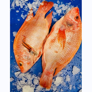 Export live frozen red tilapia <b>fish</b> for sale Fresh Frozen Red Tilapia <b>Fish</b> Red Snapper Tilapia <b>Fish</b> for Tilapia <b>Fish</b> Red Buyers - Product Image 4