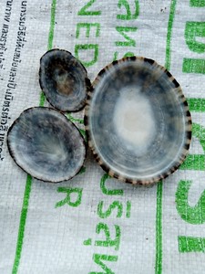 [FOURNISSEUR POPULAIRE] Coquille d'ormeau naturelle de forme irrégulière, polie, irisée, matériau de coquille de Paua pour la fabrication de bijoux d'art populaire BLEU - Product Image 6
