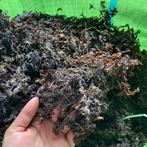 VENTA CALIENTE ARTÍCULO 2024-ALGAS SARGASSUM 100% ALGAS NATURALES DE PROVEEDOR DE VIETNAM CON ALTA CALIDAD/Sra. Lima - Product Image 1