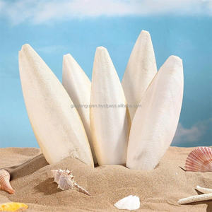 Polvo de Hueso de Sepia Blanqueado de Tamaño Mediano de la Más Alta Calidad GIA NGUYEN, Hueso de Calamar para Aves Loros, Precio de Fábrica de Vietnam - Product Image 5