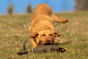 Dummy d'entraînement réaliste pour chiens de chasse, avec corps en fourrure et queue orange, cible en tissu durable, taille unique, couleur unie - Product Image 6