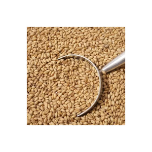 Grano de Trigo Integral de Primera Calidad, 100% Natural, Rico en Nutrientes, Certificado por FSSAI, ISO y HACCP, 2 Años de Vida Útil, Calidad de Exportación - Product Image 2