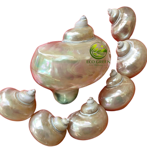 Handpicked Natural Turbo Seashells with Iridescent Shine for <b>Hermit</b> <b>Crab</b> <b>Shells</b> Aquarium Decor Beach Wedding Crafts Wholesale - Product Image 4