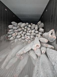 Marlin Rayado Congelado, Pesca Salvaje, Grado Sashimi, IQF, DWT - Product Image 2